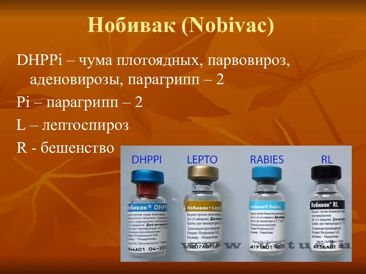 Нобивак (Nobivac) DHPPi – чума плотоядных, парвовироз, аденовирозы, парагрипп –