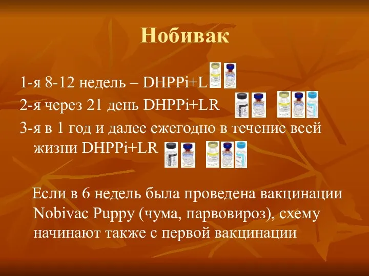 Нобивак 1-я 8-12 недель – DHPPi+L 2-я через 21 день