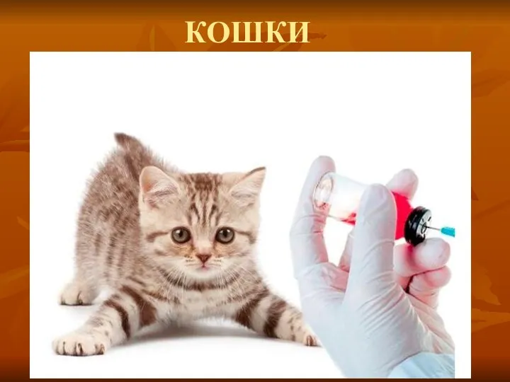 КОШКИ