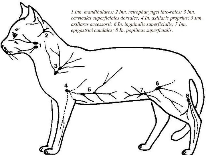 1 Inn. mandibulares; 2 Inn. retropharyngei late-rales; 3 Inn. cervicales