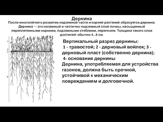 Дернина После многолетнего развития надземной части и корней растений образуется