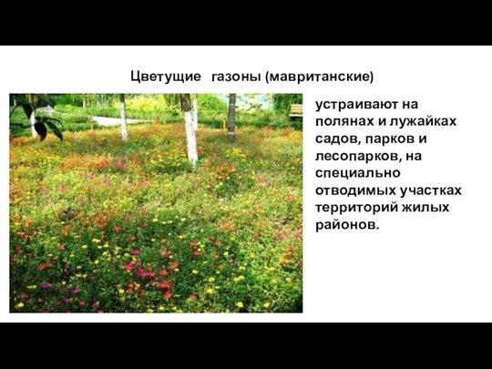 Цветущие газоны (мавританские) устраивают на полянах и лужайках садов, парков