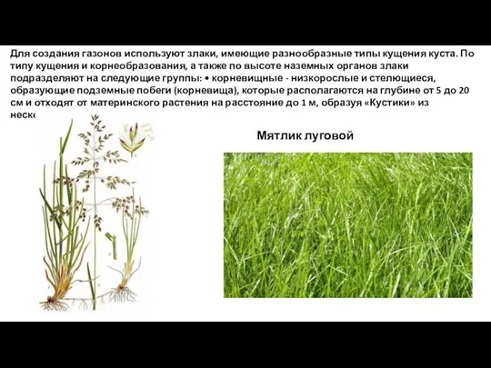 Для создания газонов используют злаки, имеющие разнообразные типы кущения куста.