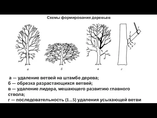 Схемы формирования деревьев а — удаление ветвей на штамбе дерева;