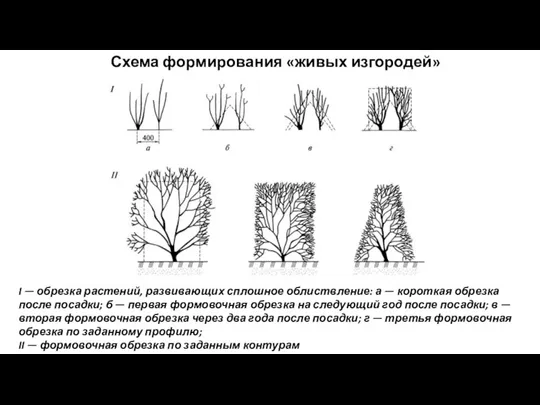 Схема формирования «живых изгородей» I — обрезка растений, развивающих сплошное