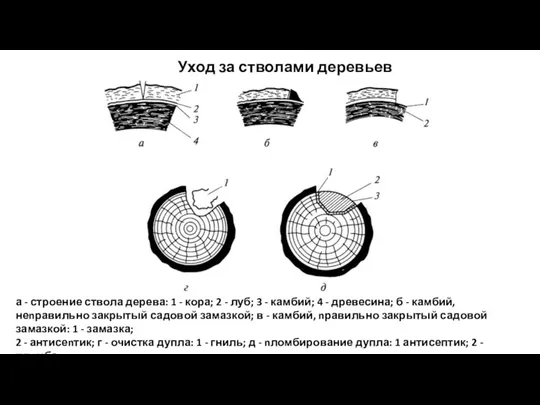 Уход за стволами деревьев а - строение ствола дерева: 1