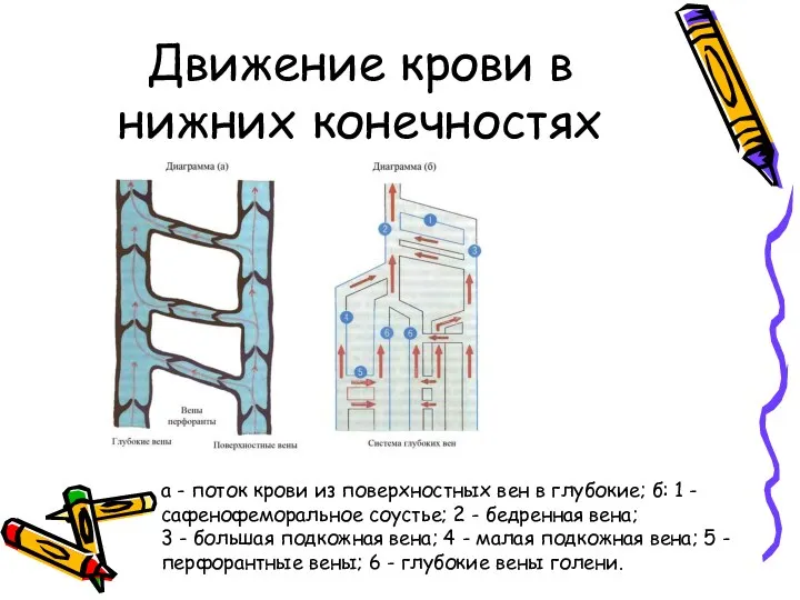 Движение крови в нижних конечностях а - поток крови из