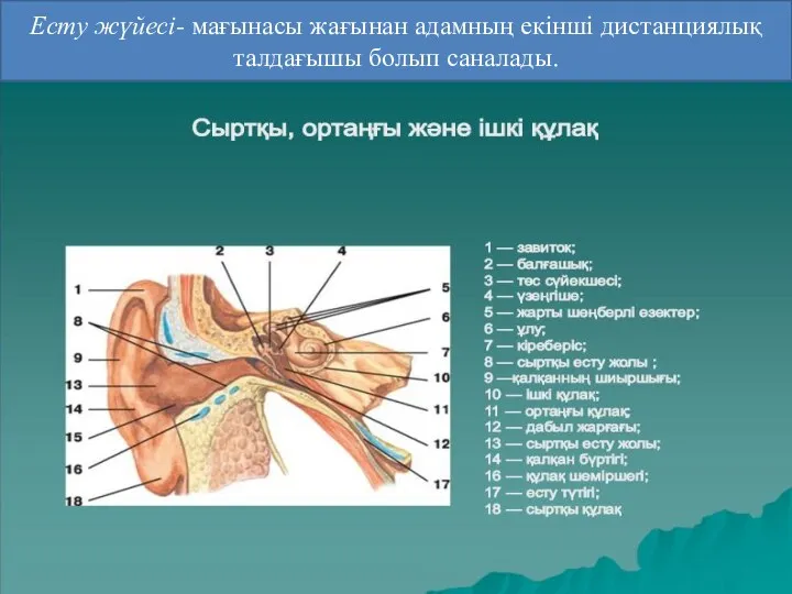 Есту жүйесі- мағынасы жағынан адамның екінші дистанциялық талдағышы болып саналады.