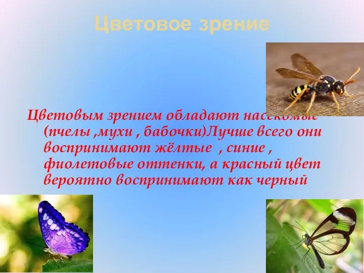Цветовое зрение Цветовым зрением обладают насекомые(пчелы ,мухи , бабочки)Лучше всего они воспринимают жёлтые