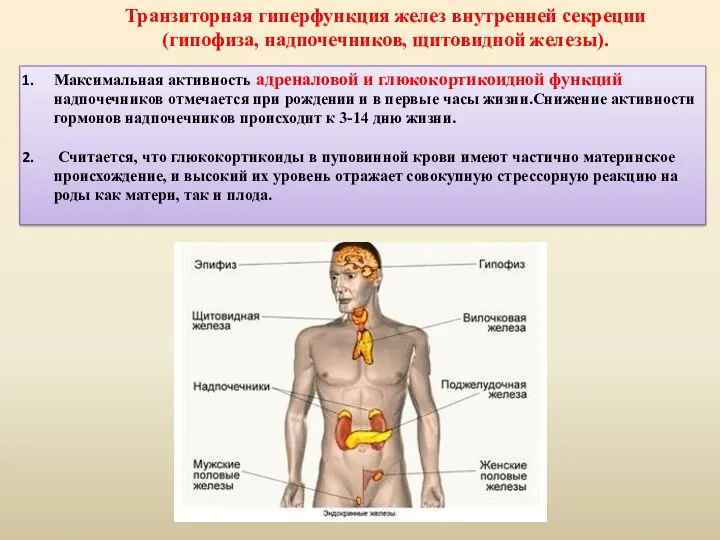 Максимальная активность адреналовой и глюкокортикоидной функций надпочечников отмечается при рождении