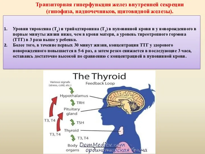 Уровни тироксина (Т4) и трийодтиронина (Т3) в пуповинной крови и