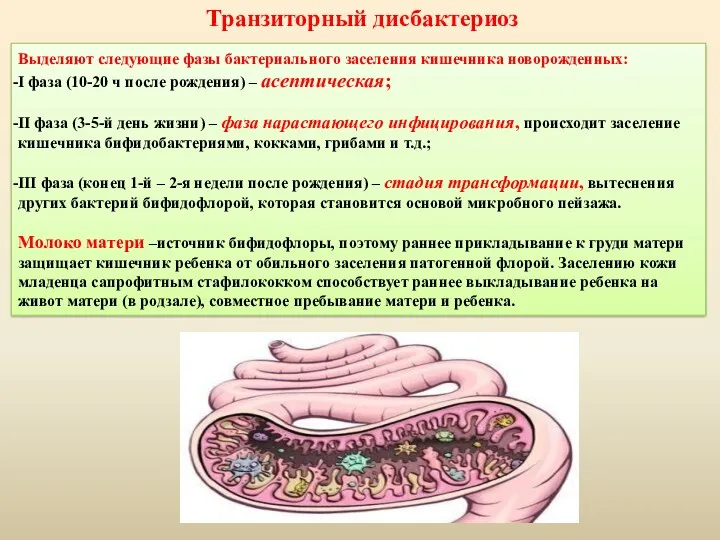 Выделяют следующие фазы бактериального заселения кишечника новорожденных: I фаза (10-20