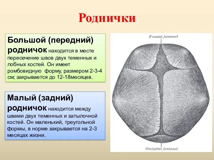 Роднички Большой (передний) родничок находится в месте пересечение швов двух