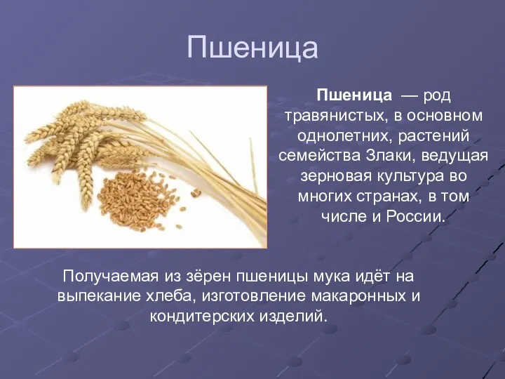 Пшеница Пшеница — род травянистых, в основном однолетних, растений семейства