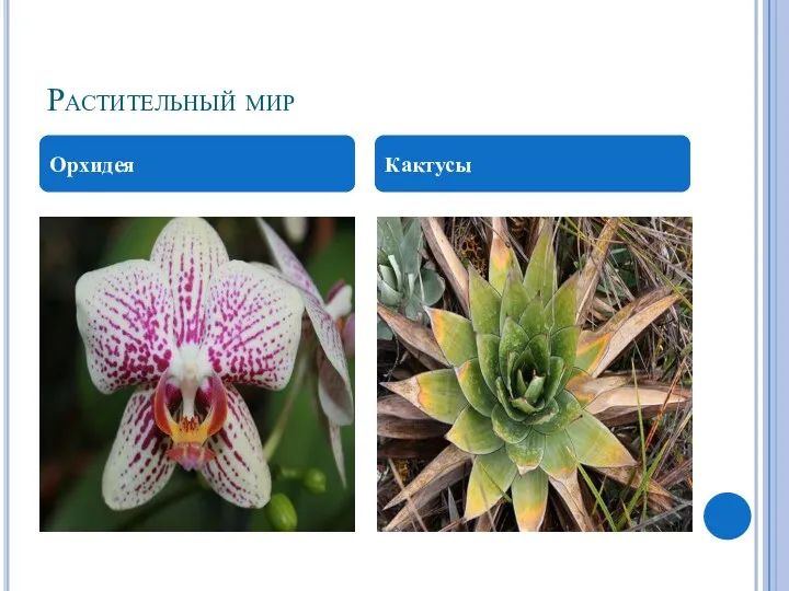 Растительный мир Орхидея Кактусы