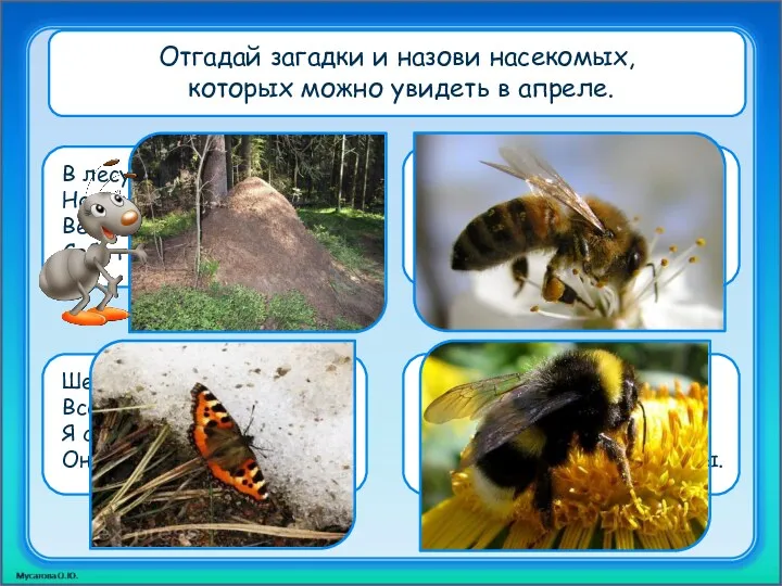 Отгадай загадки и назови насекомых, которых можно увидеть в апреле.