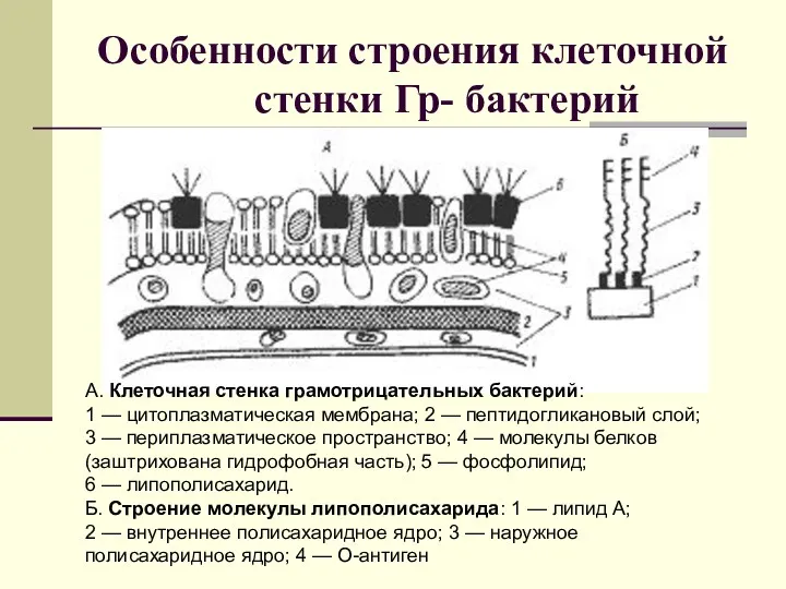 Особенности строения клеточной стенки Гр- бактерий А. Клеточная стенка грамотрицательных