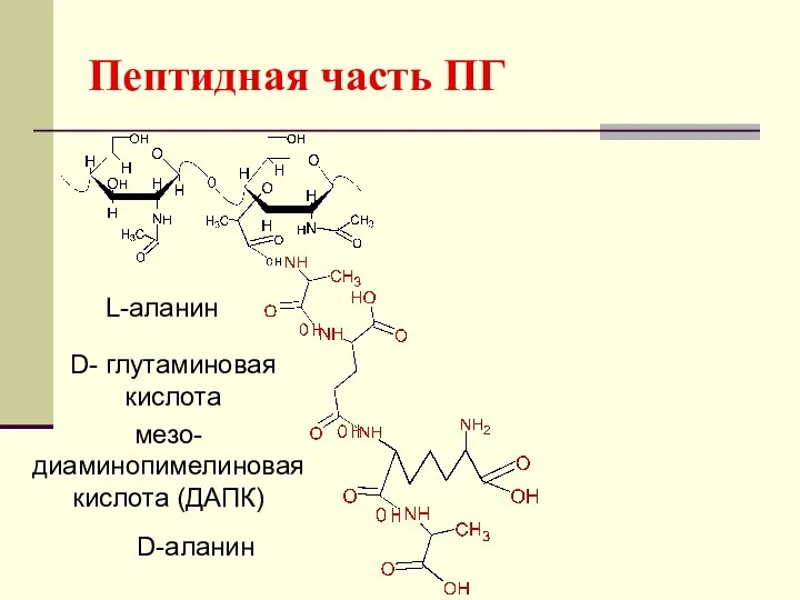 Пептидная часть ПГ L-аланин D- глутаминовая кислота мезо-диаминопимелиновая кислота (ДАПК) D-аланин