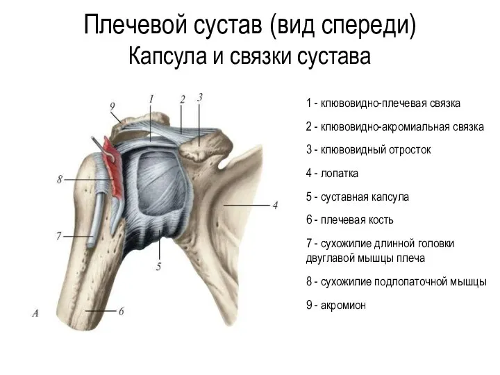 1 - клювовидно-плечевая связка 2 - клювовидно-акромиальная связка 3 - клювовидный отросток 4