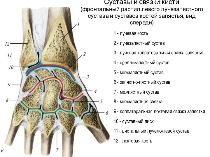 1 - лучевая кость 2 - лучезапястный сустав 3 - лучевая коллатеральная связка