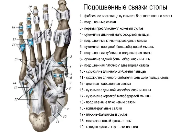 1 - фиброзное влагалище сухожилия большого пальца стопы 2 - подошвенные связки 3