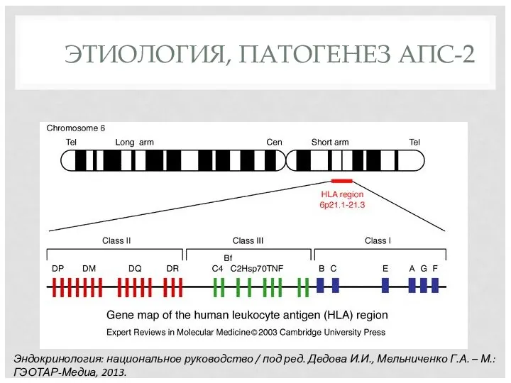 ЭТИОЛОГИЯ, ПАТОГЕНЕЗ АПС-2 Эндокринология: национальное руководство / под ред. Дедова