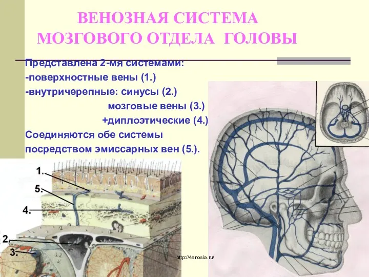 ВЕНОЗНАЯ СИСТЕМА МОЗГОВОГО ОТДЕЛА ГОЛОВЫ Представлена 2-мя системами: -поверхностные вены