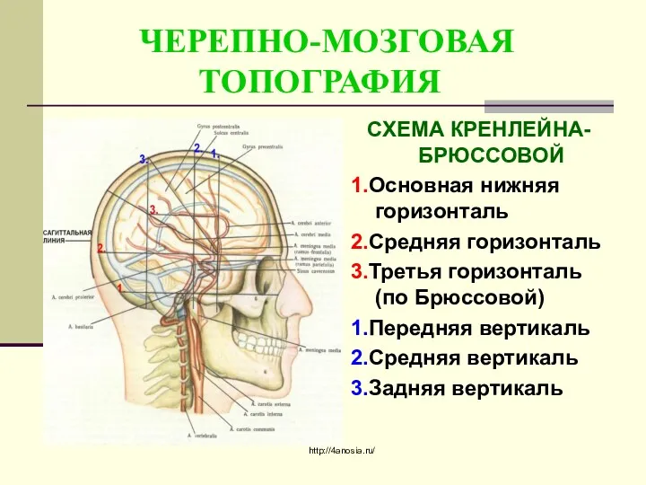 ЧЕРЕПНО-МОЗГОВАЯ ТОПОГРАФИЯ СХЕМА КРЕНЛЕЙНА-БРЮССОВОЙ 1.Основная нижняя горизонталь 2.Средняя горизонталь 3.Третья