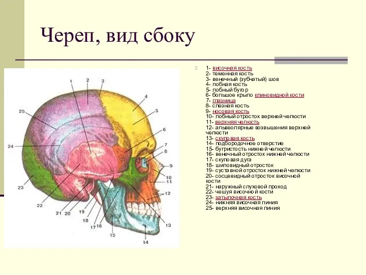 Череп, вид сбоку 1- височная кость 2- теменная кость 3-