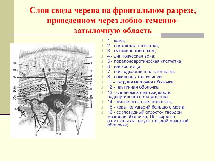 Слои свода черепа на фронтальном разрезе, проведенном через лобно-теменно-затылочную область