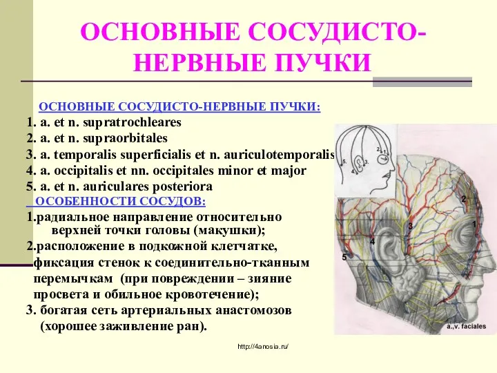 ОСНОВНЫЕ СОСУДИСТО- НЕРВНЫЕ ПУЧКИ ОСНОВНЫЕ СОСУДИСТО-НЕРВНЫЕ ПУЧКИ: 1. a. et