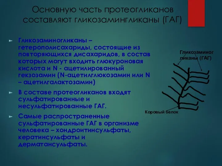 Основную часть протеогликанов составляют гликозамингликаны (ГАГ) Гликозаминогликаны – гетерополисахариды, состоящие