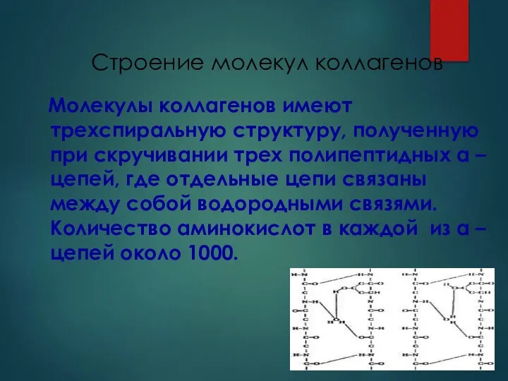 Строение молекул коллагенов Молекулы коллагенов имеют трехспиральную структуру, полученную при