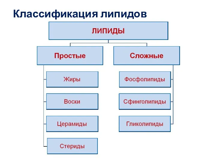 Классификация липидов