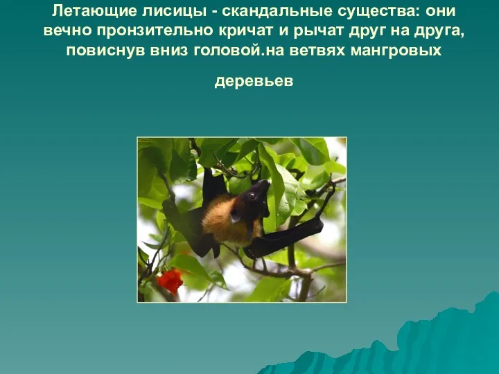 Летающие лисицы - скандальные существа: они вечно пронзительно кричат и