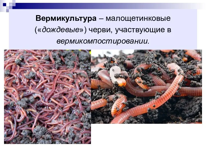 Вермикультура – малощетинковые («дождевые») черви, участвующие в вермикомпостировании.