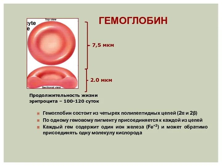 ГЕМОГЛОБИН Гемоглобин состоит из четырех полипептидных цепей (2α и 2β) По одному гемовому