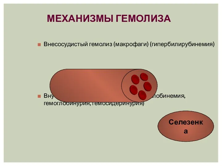 МЕХАНИЗМЫ ГЕМОЛИЗА Внесосудистый гемолиз (макрофаги) (гипербилирубинемия) Внутрисосудистый гемолиз (АТ) (гемоглобинемия, гемоглобинурия, гемосидеринурия) Селезенка