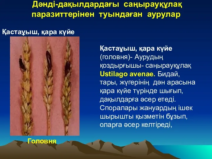 Дәнді-дақылдардағы саңырауқұлақ паразиттерінен туындаған аурулар Головня Қастаұыш, қара күйе Қастаұыш,