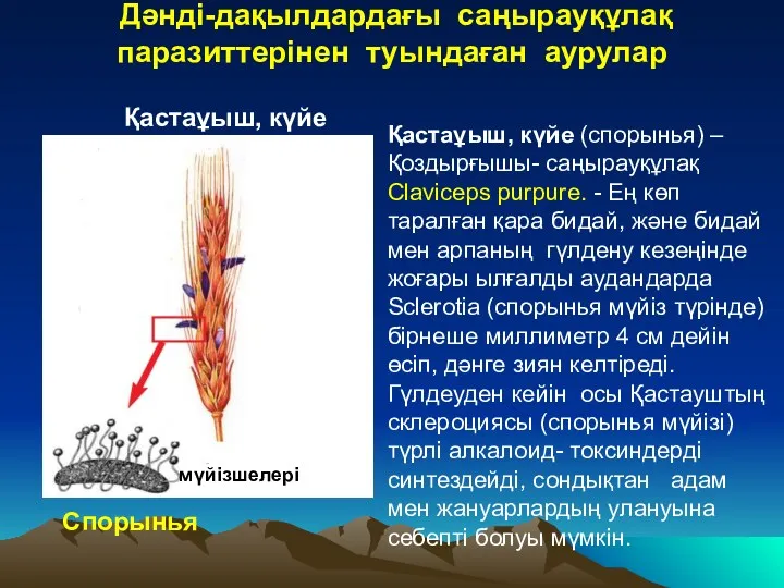 Дәнді-дақылдардағы саңырауқұлақ паразиттерінен туындаған аурулар Спорынья Қастаұыш, күйе (спорынья) –