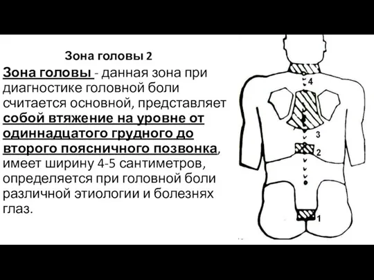 Зона головы 2 Зона головы - данная зона при диагностике