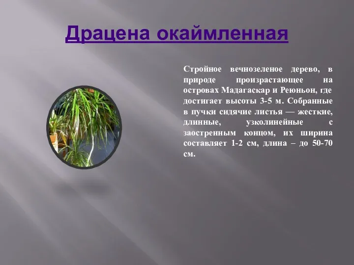 Драцена окаймленная Стройное вечнозеленое дерево, в природе произрастающее на островах