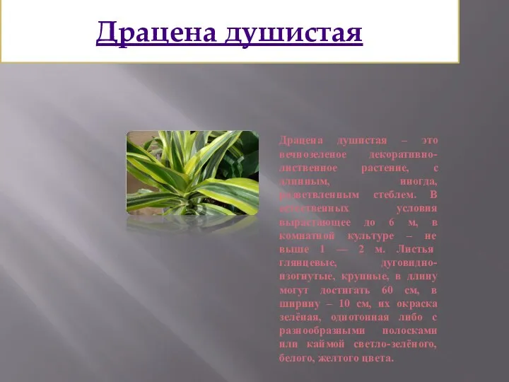 Драцена душистая Драцена душистая – это вечнозеленое декоративно-лиственное растение, с