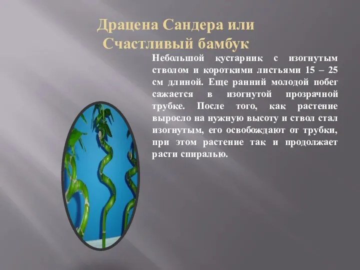 Драцена Сандера или Счастливый бамбук Небольшой кустарник с изогнутым стволом