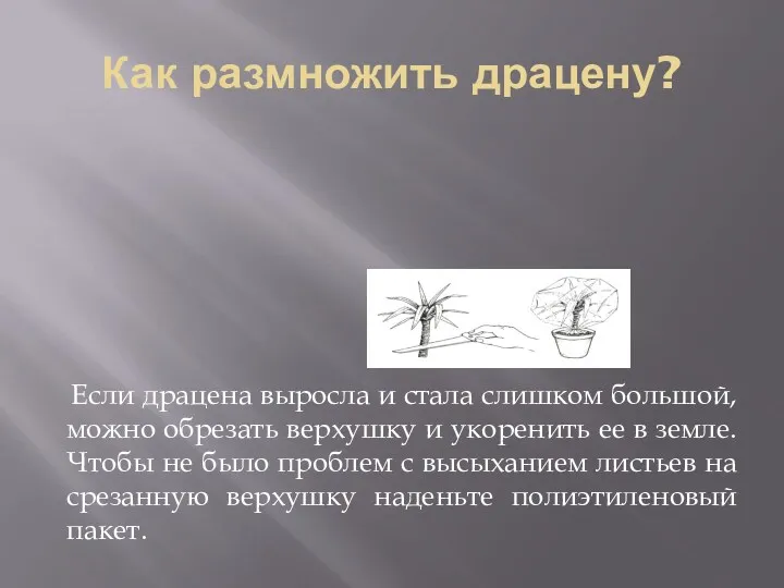 Как размножить драцену? Если драцена выросла и стала слишком большой,