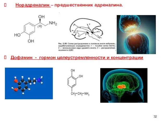 Норадреналин – предшественник адреналина. Дофамин - гормон целеустремленности и концентрации