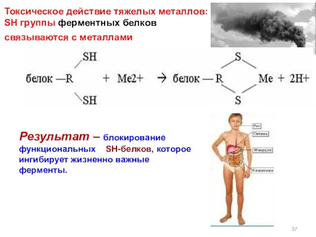 Токсическое действие тяжелых металлов: SH группы ферментных белков cвязываются с