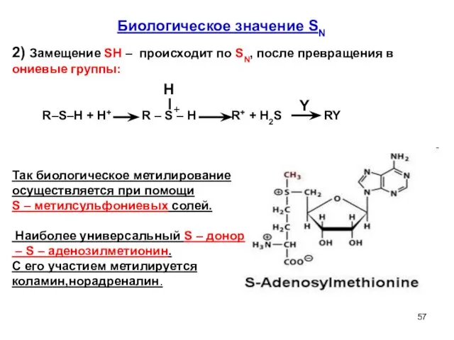 Биологическое значение SN H Y + Так биологическое метилирование осуществляется