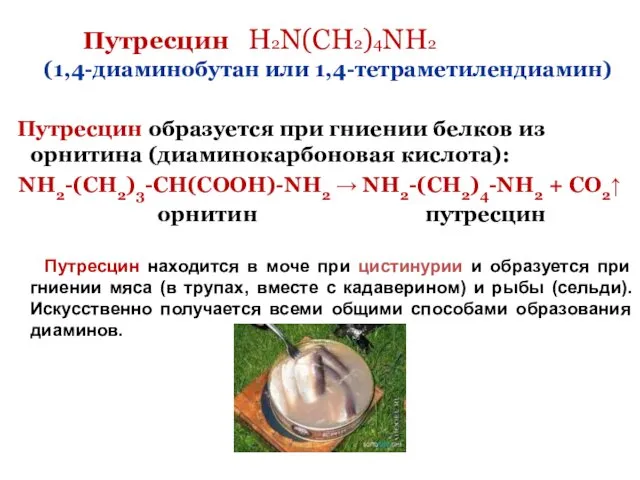 Путресцин H2N(CH2)4NH2 (1,4-диаминобутан или 1,4-тетраметилендиамин) Путресцин образуется при гниении белков