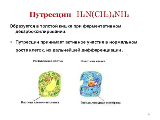 Путресцин H2N(CH2)4NH2 Образуется в толстой кишке при ферментативном декарбоксилировании. Путресцин